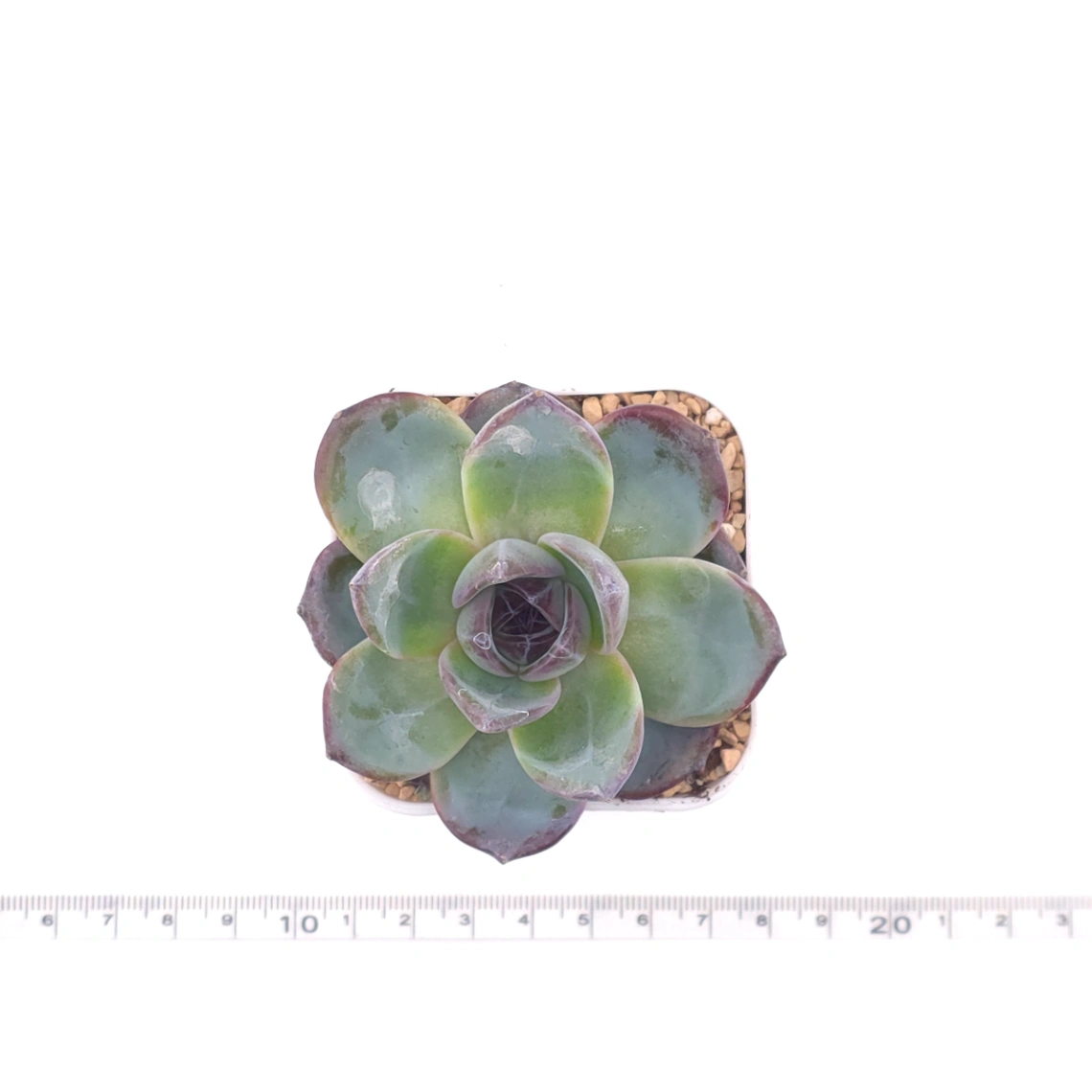 Echeveria 'Black Orange' | 黑橙 thumbnail 4