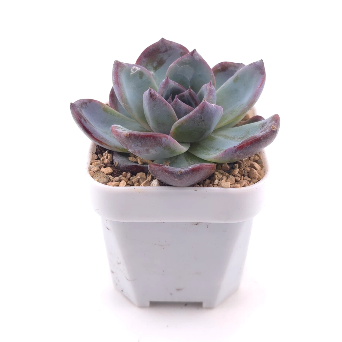 Echeveria 'Black Orange' | 黑橙 thumbnail 3