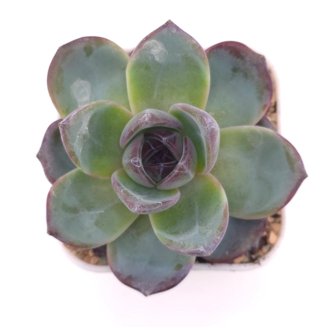 Echeveria 'Black Orange' | 黑橙 - View 1