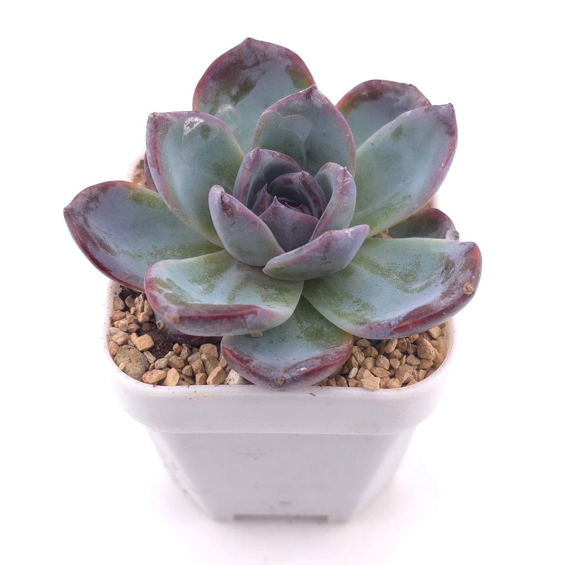 Echeveria 'Black Orange' | 黑橙 thumbnail 2
