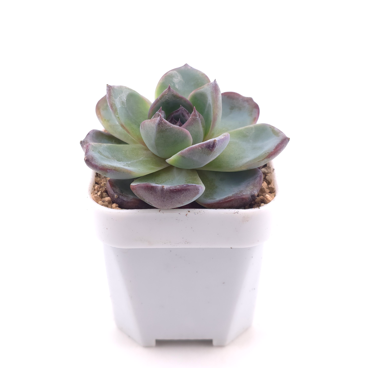 Echeveria 'Black Orange' | 黑橙 thumbnail 3