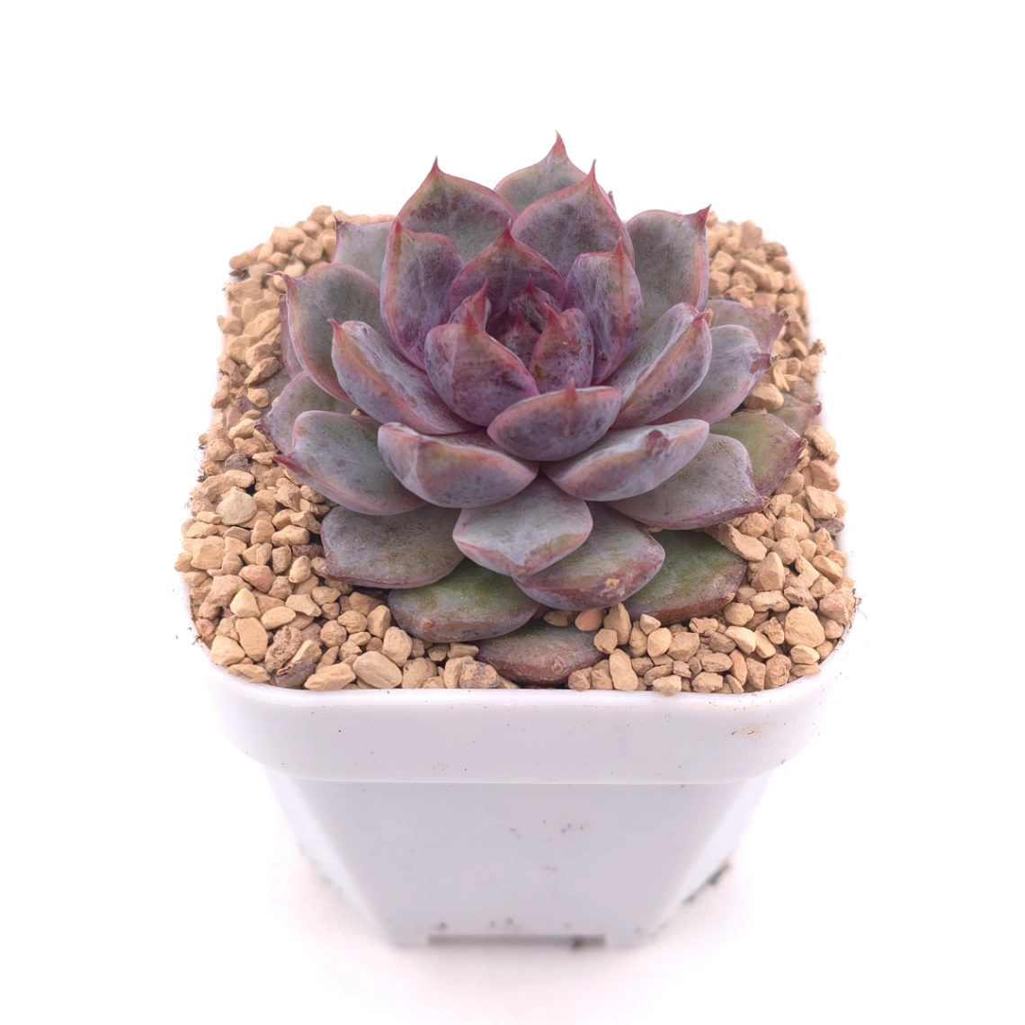Echeveria 'Black Zaragoza' | 黑爪 thumbnail 2