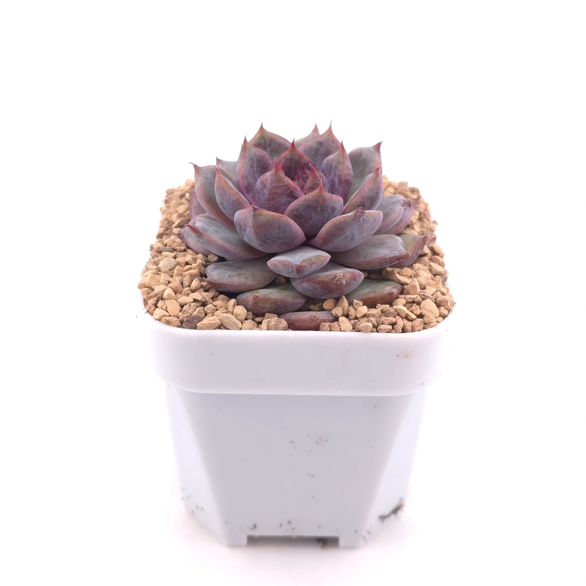 Echeveria 'Black Zaragoza' | 黑爪 thumbnail 3