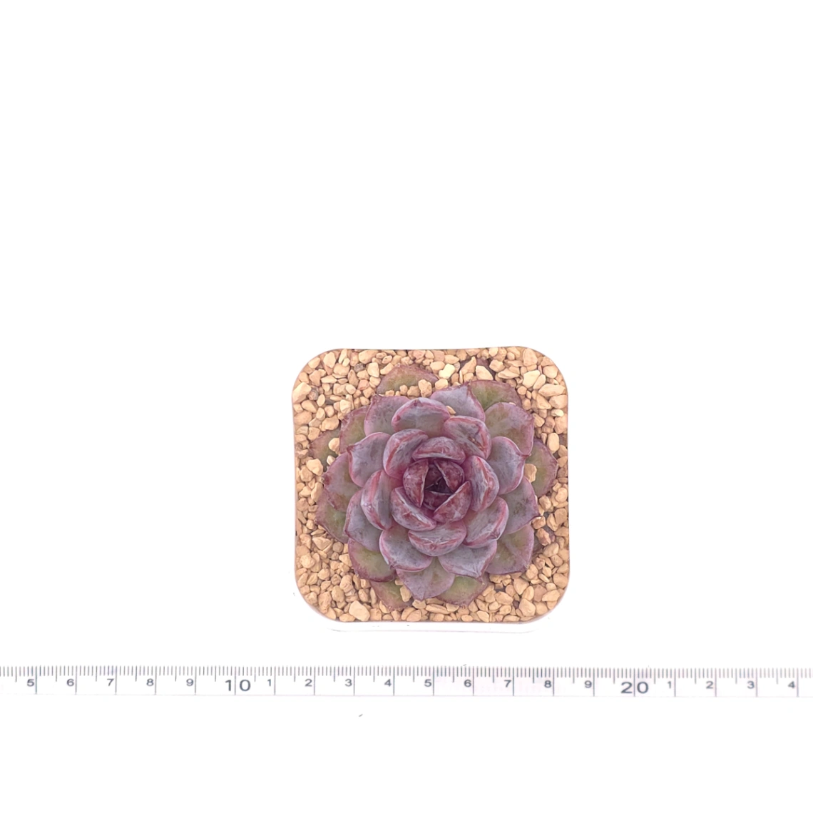 Echeveria 'Black Zaragoza' | 黑爪 thumbnail 4