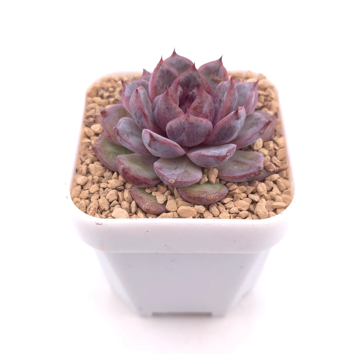 Echeveria 'Black Zaragoza' | 黑爪 thumbnail 2