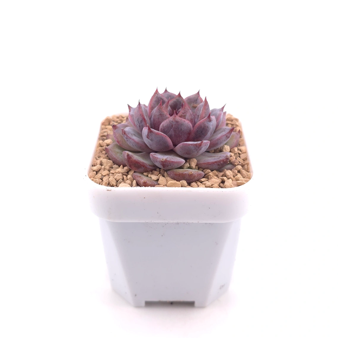 Echeveria 'Black Zaragoza' | 黑爪 thumbnail 3