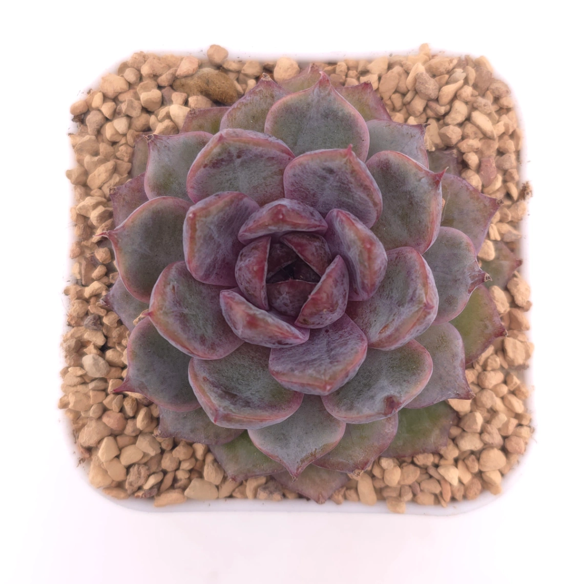 Echeveria 'Black Zaragoza' | 黑爪 - View 1