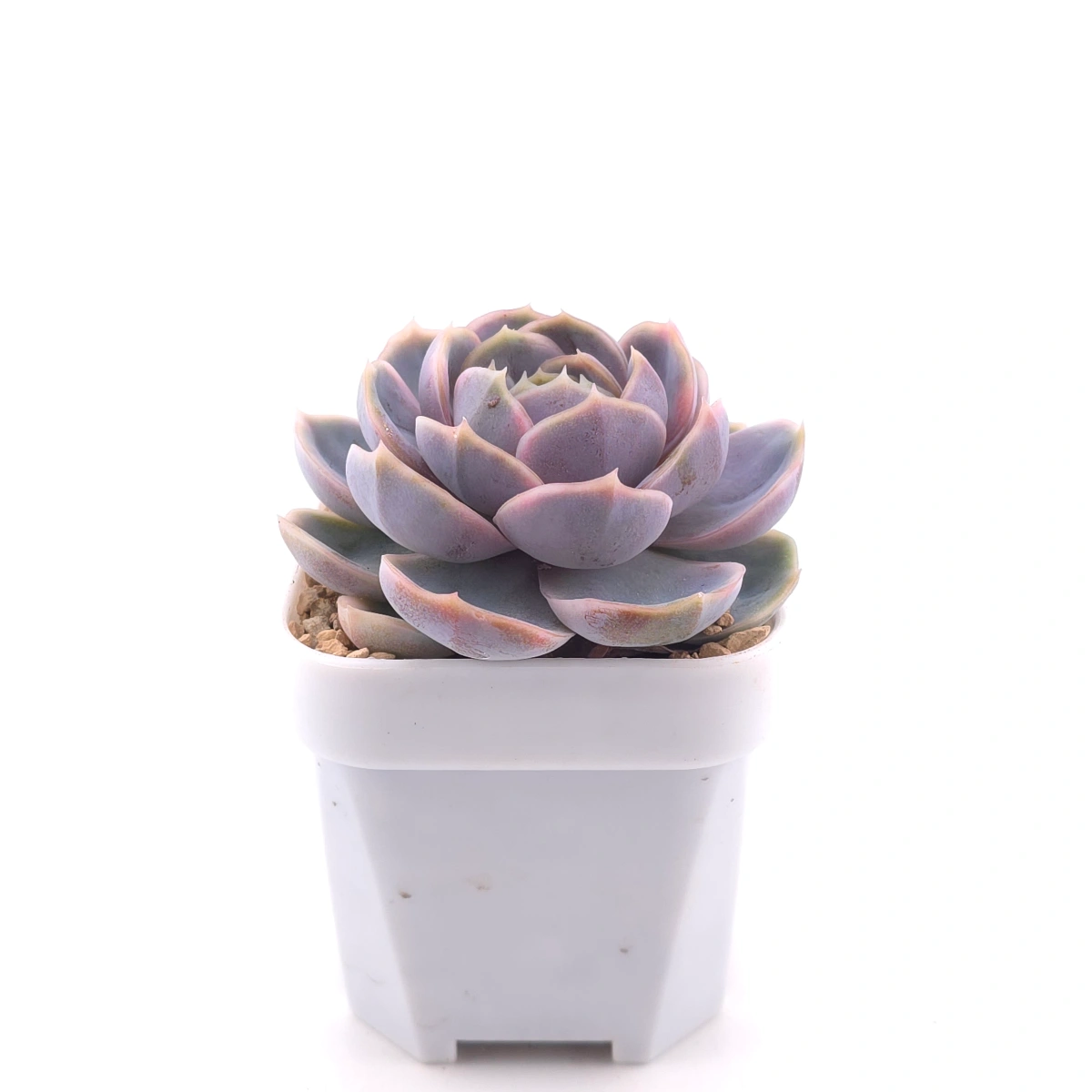 Echeveria ‘Blue Surprise’ variegated | 藍色驚起錦 thumbnail 3