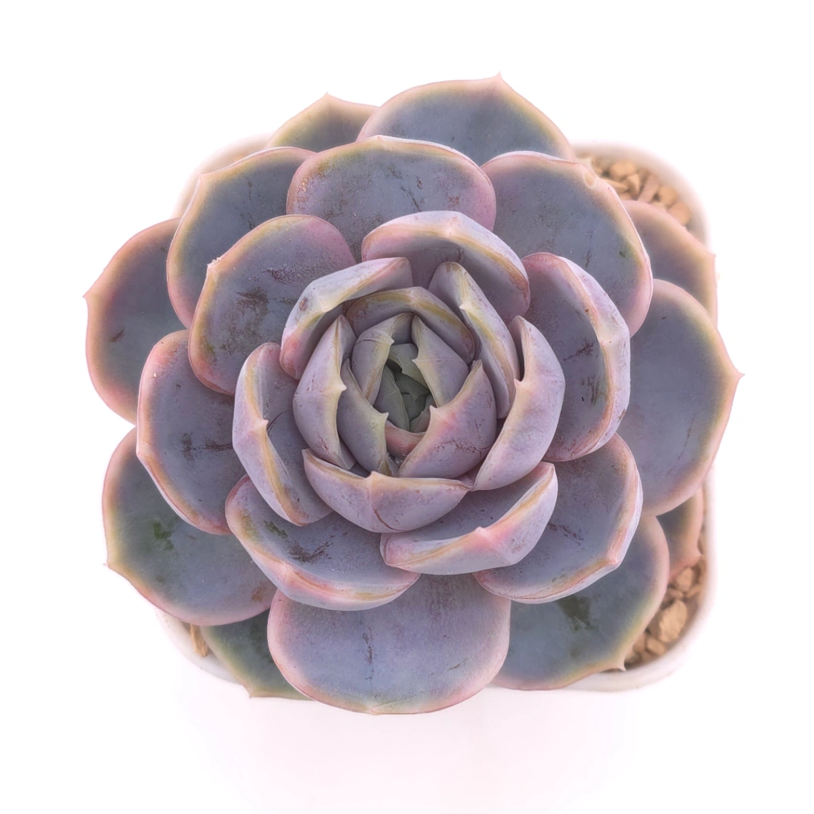 Echeveria ‘Blue Surprise’ variegated | 藍色驚起錦 - View 1
