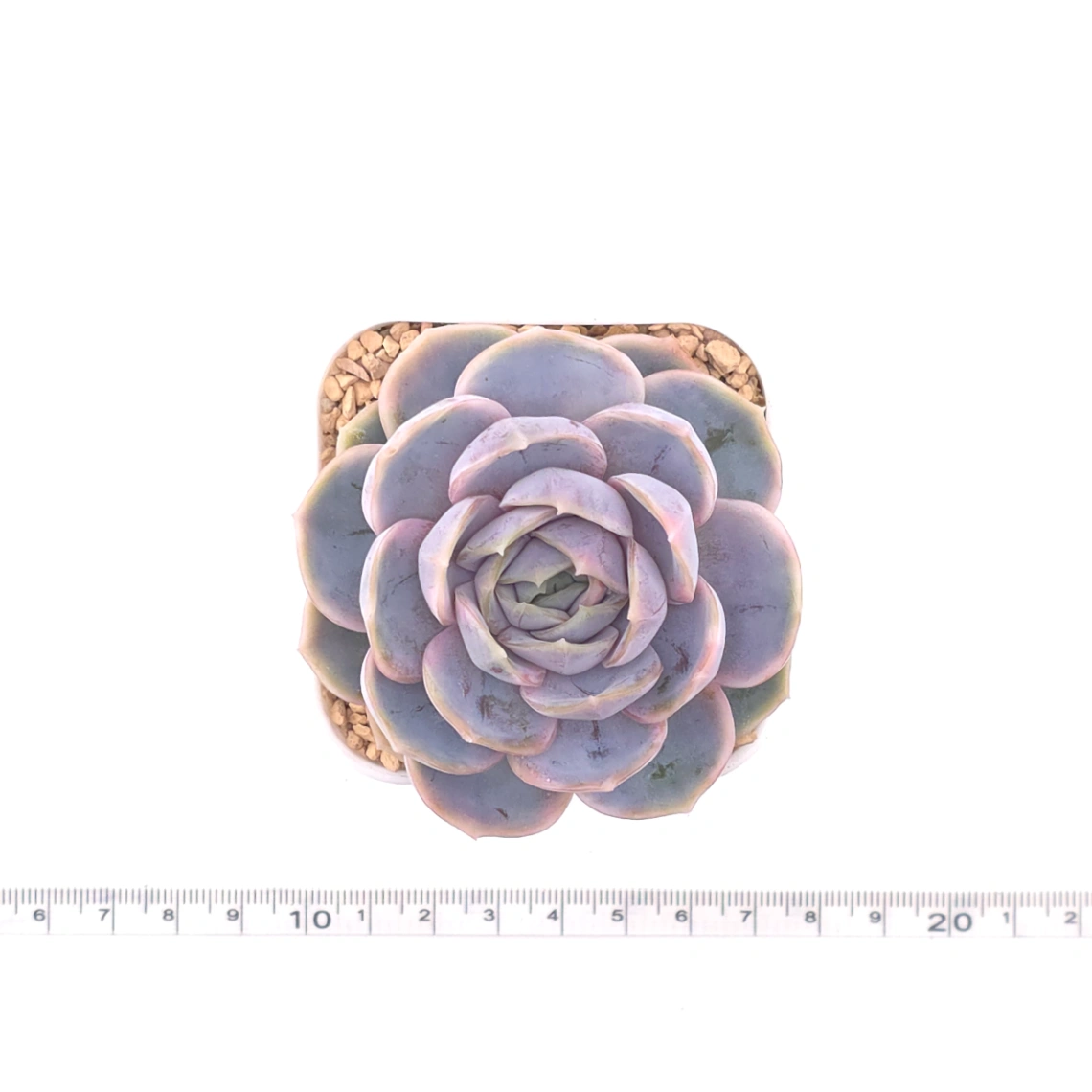 Echeveria ‘Blue Surprise’ variegated | 藍色驚起錦 thumbnail 4