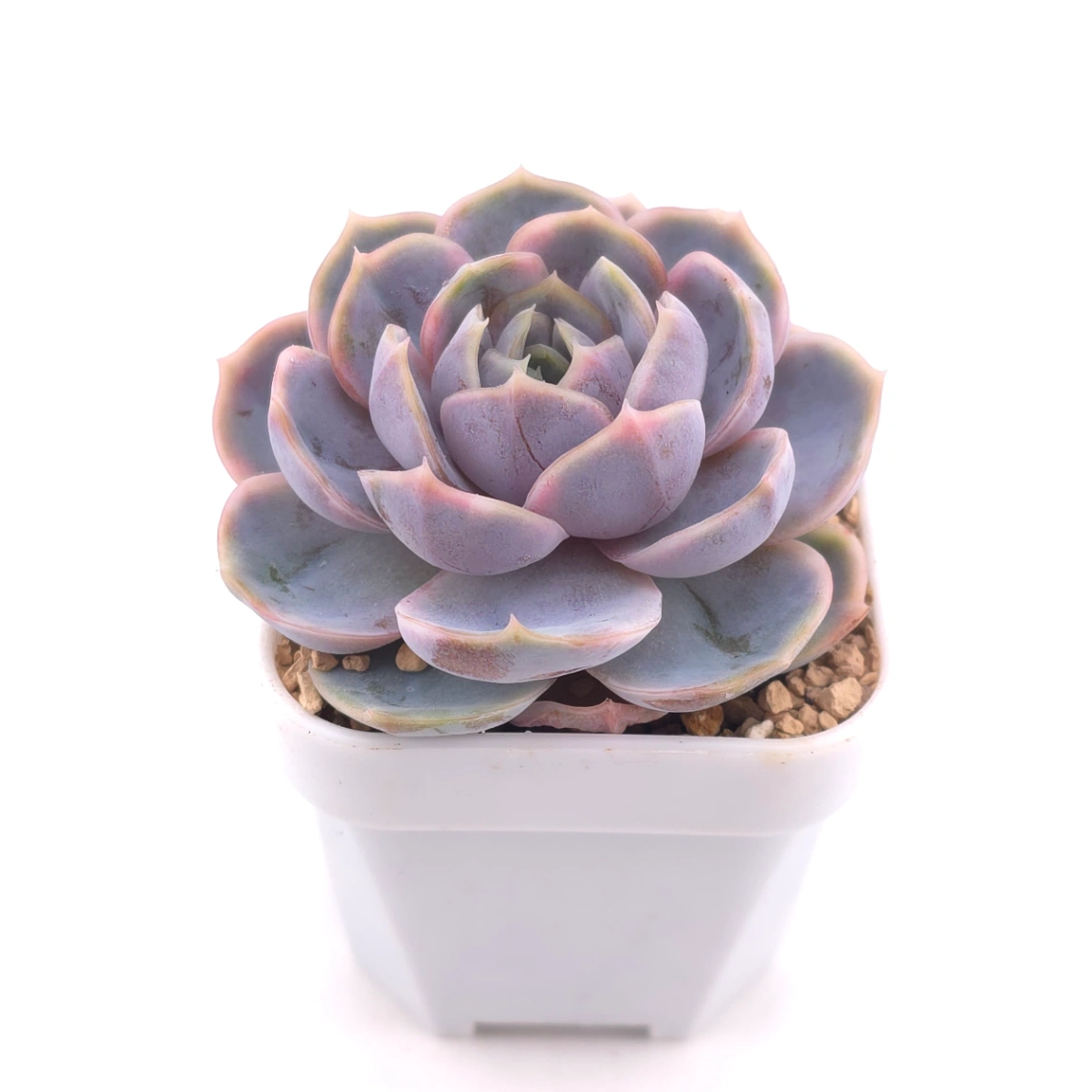 Echeveria ‘Blue Surprise’ variegated | 藍色驚起錦 thumbnail 2