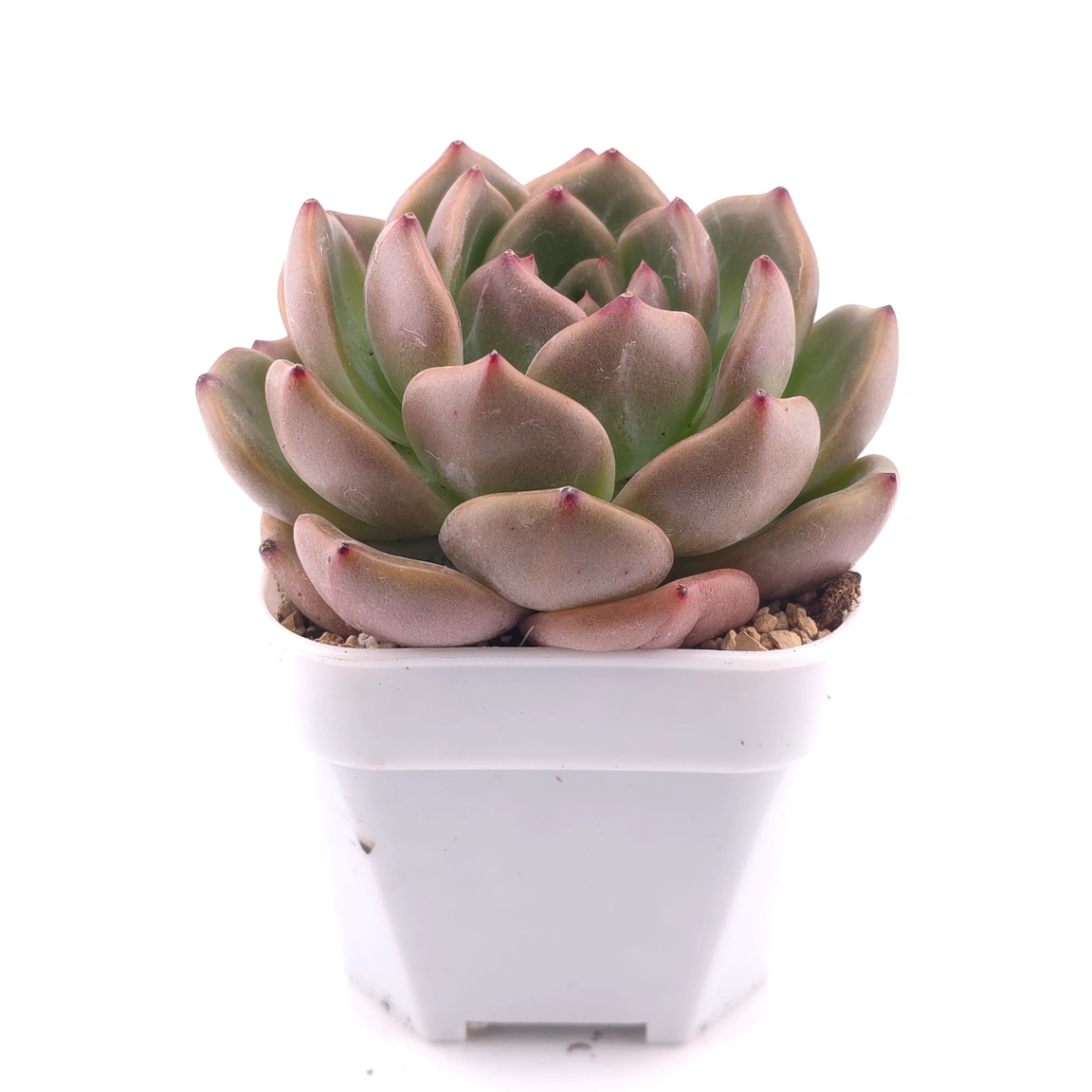Echeveria ‘Champagne’ | 香檳 thumbnail 3