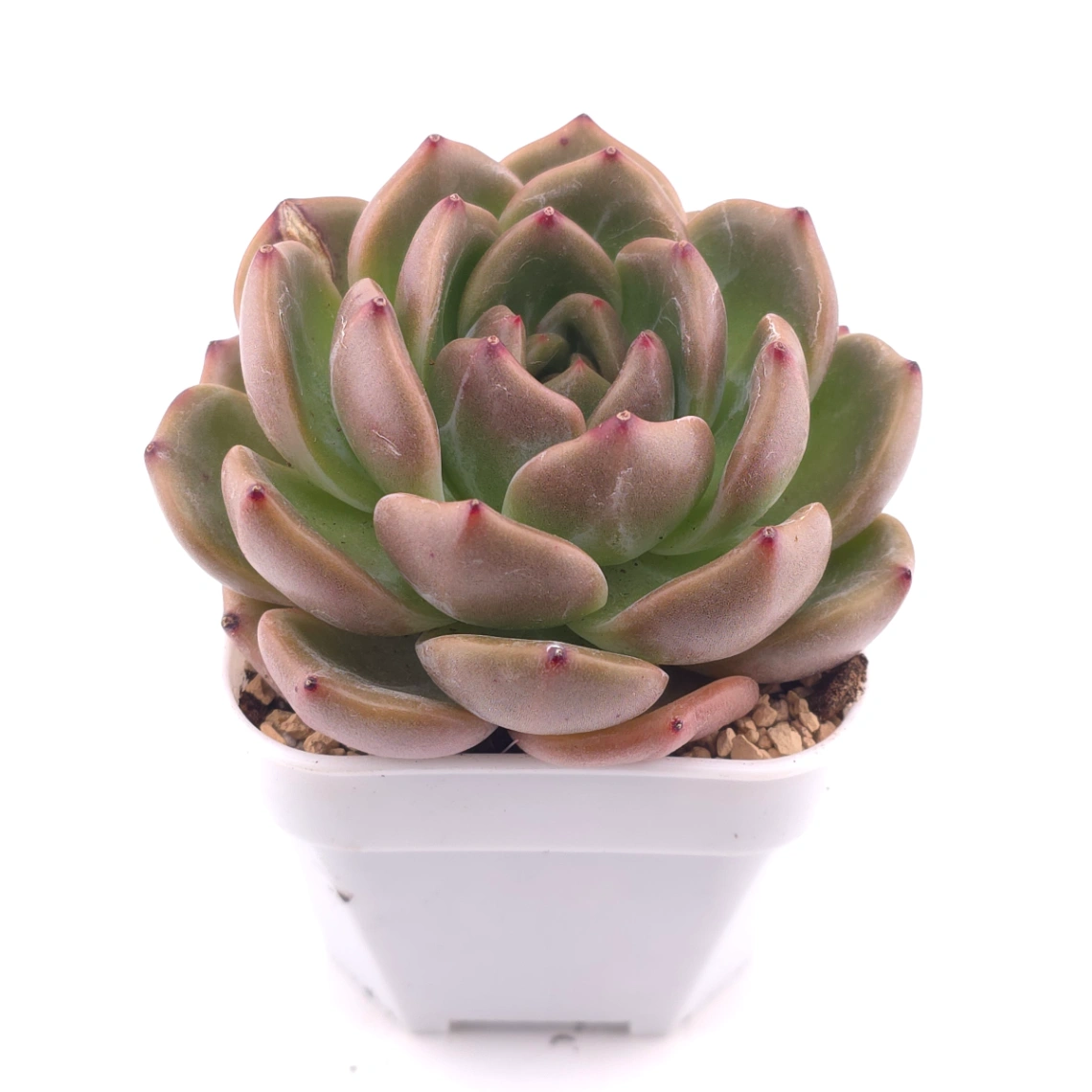 Echeveria ‘Champagne’ | 香檳 thumbnail 2
