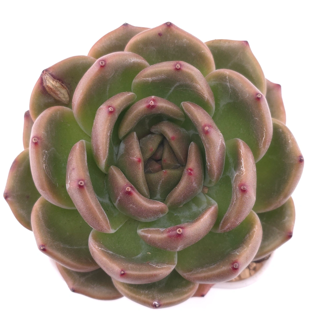 Echeveria ‘Champagne’ | 香檳 - View 1