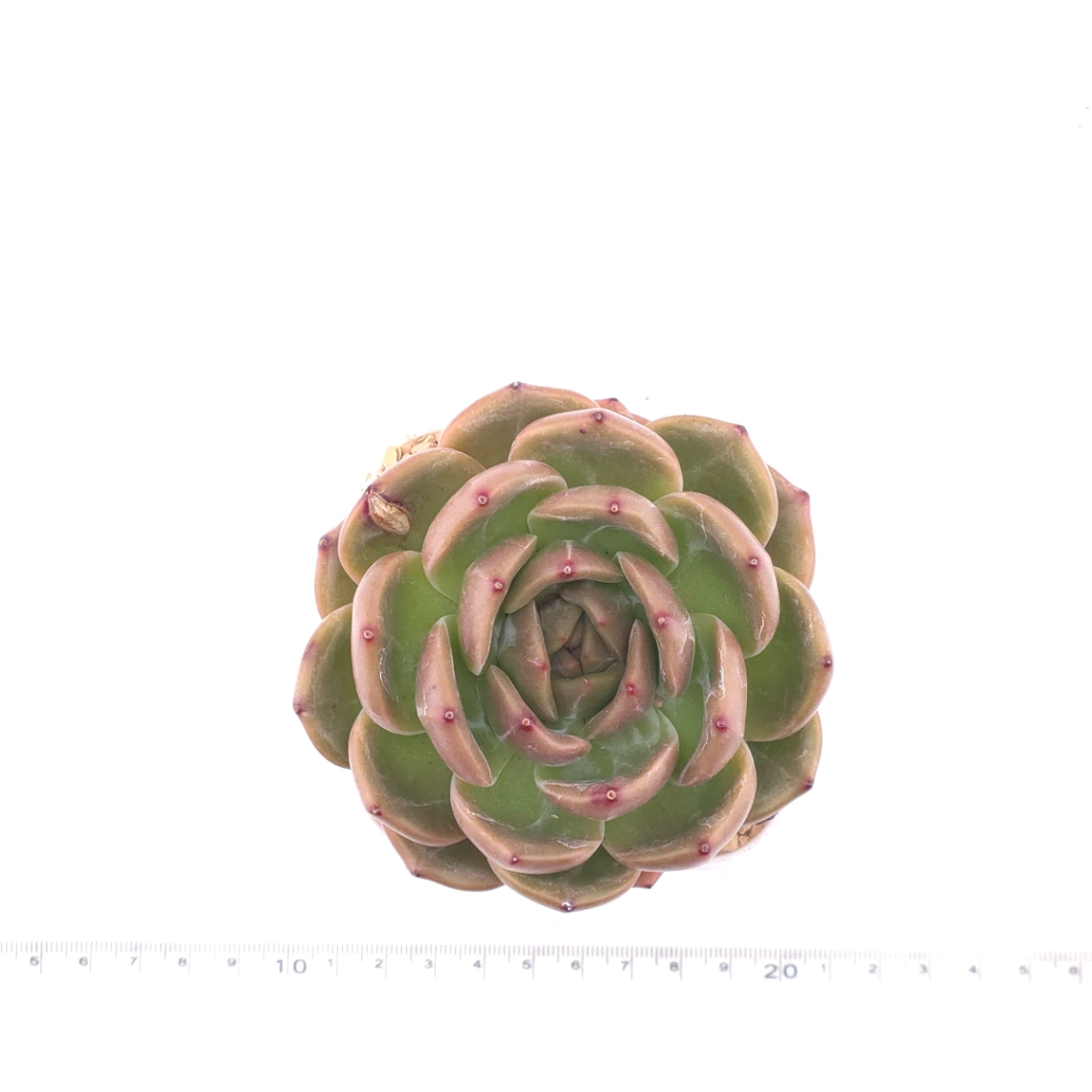Echeveria ‘Champagne’ | 香檳 thumbnail 4