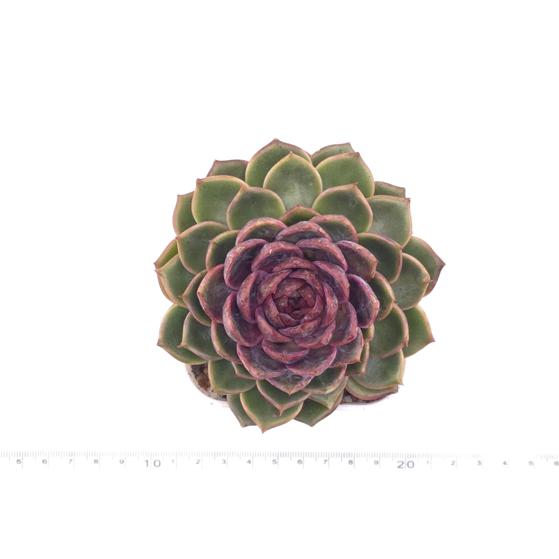 Echeveria ‘Chocolate Rose’ | 巧克力玫瑰 thumbnail 4