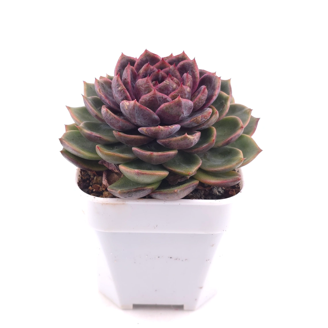 Echeveria ‘Chocolate Rose’ | 巧克力玫瑰 thumbnail 3