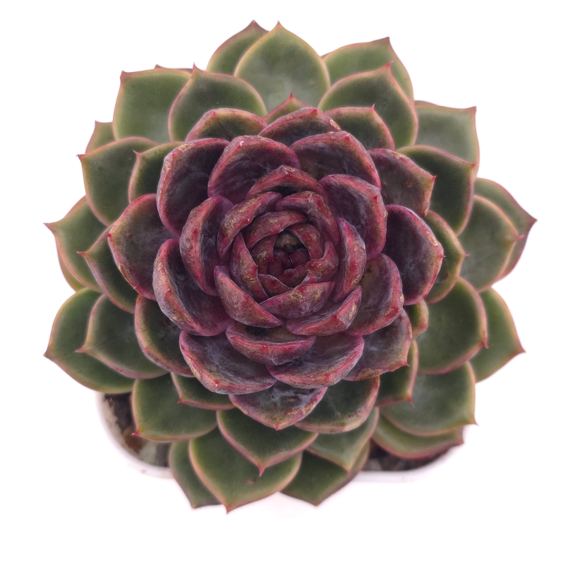 Echeveria ‘Chocolate Rose’ | 巧克力玫瑰 - View 1