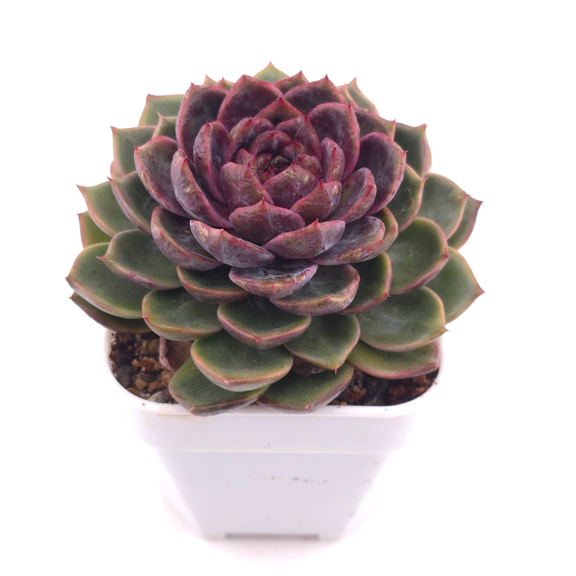 Echeveria ‘Chocolate Rose’ | 巧克力玫瑰 thumbnail 2