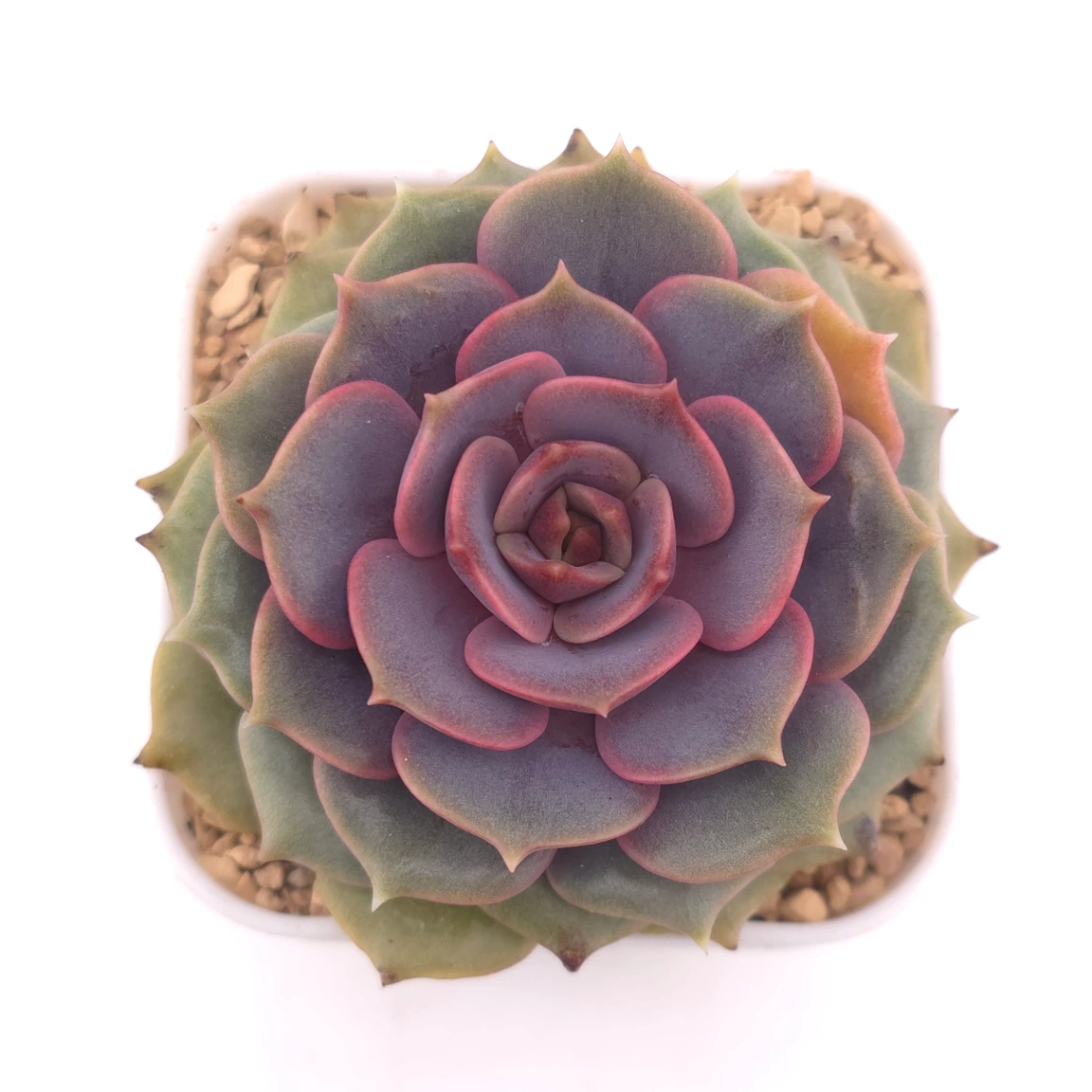 Echeveria ‘Colias’ | 粉蝶 - View 1