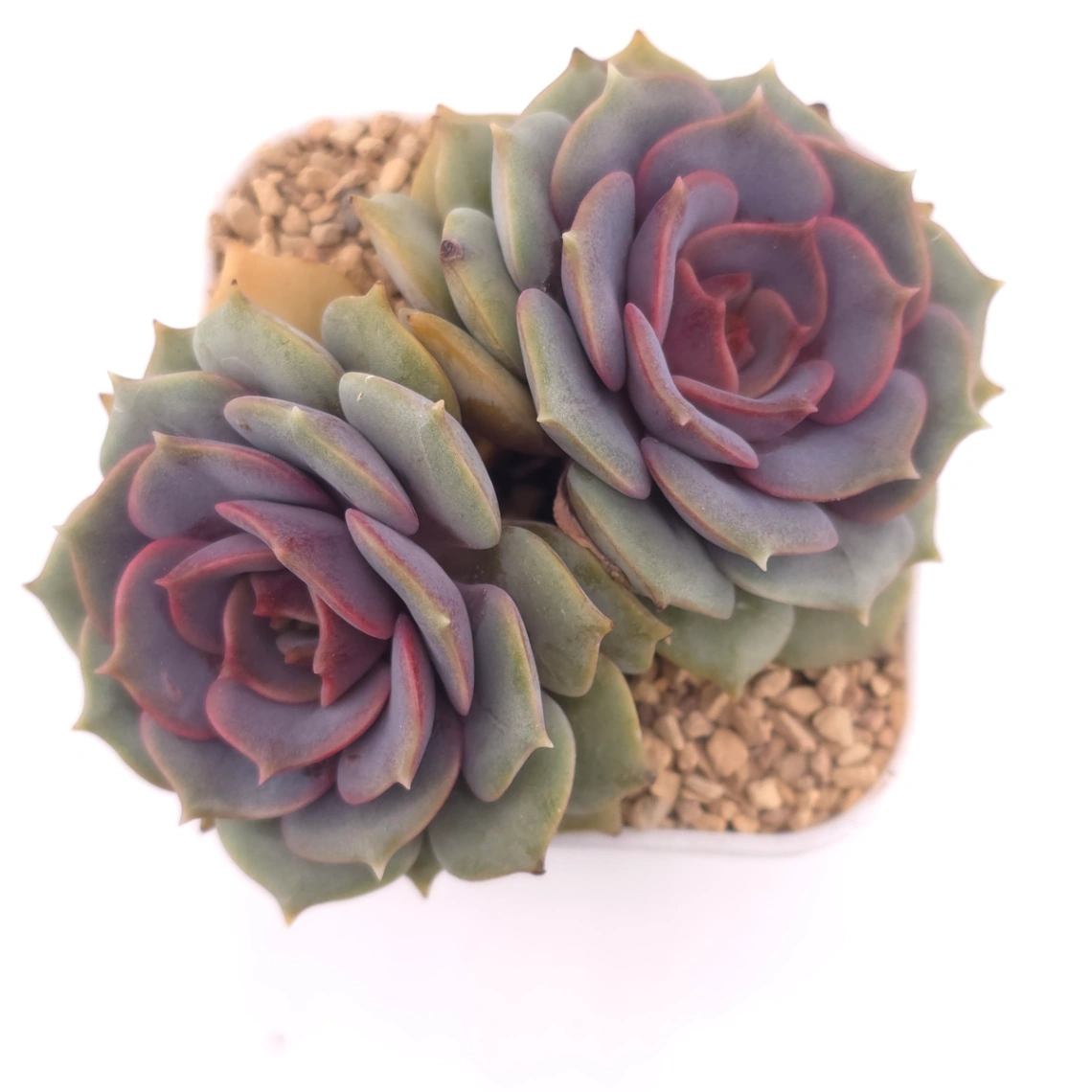 Echeveria ‘Colias’ | 粉蝶 - View 1