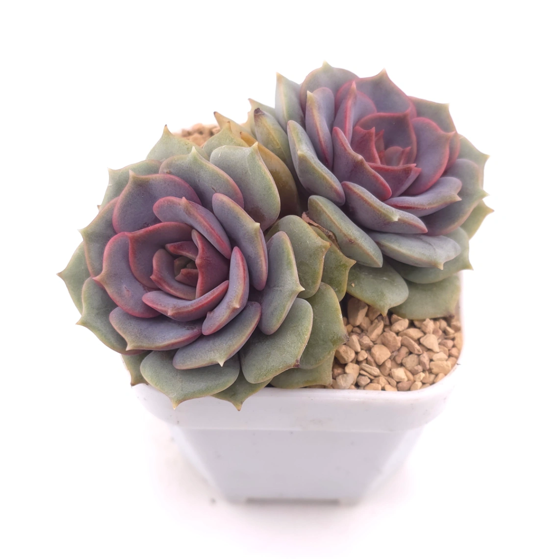 Echeveria ‘Colias’ | 粉蝶 thumbnail 2