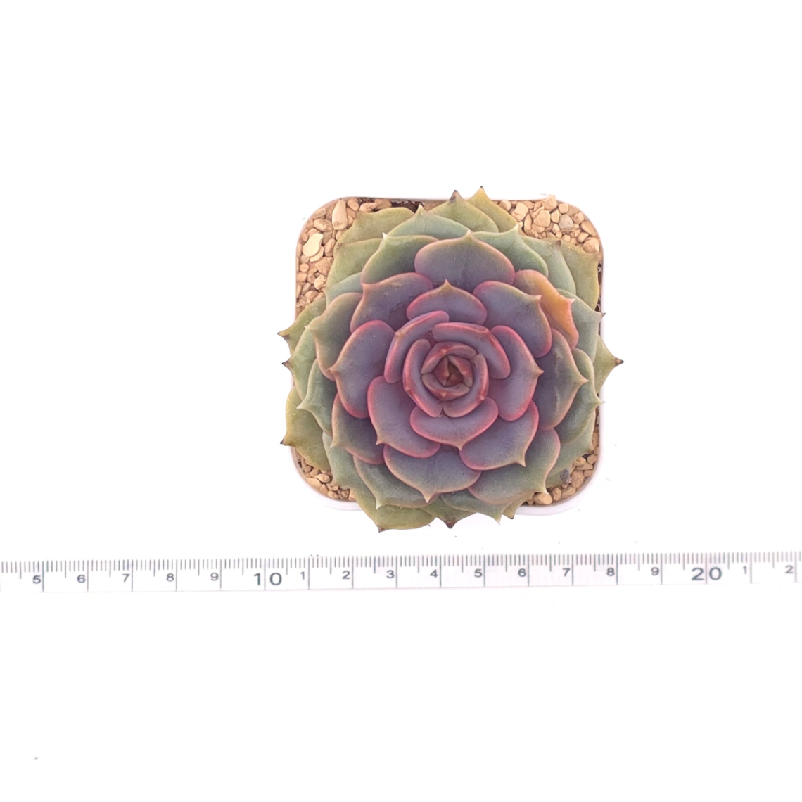 Echeveria ‘Colias’ | 粉蝶 thumbnail 4