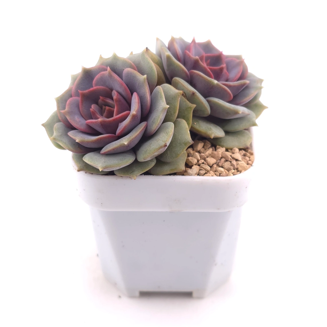 Echeveria ‘Colias’ | 粉蝶 thumbnail 3