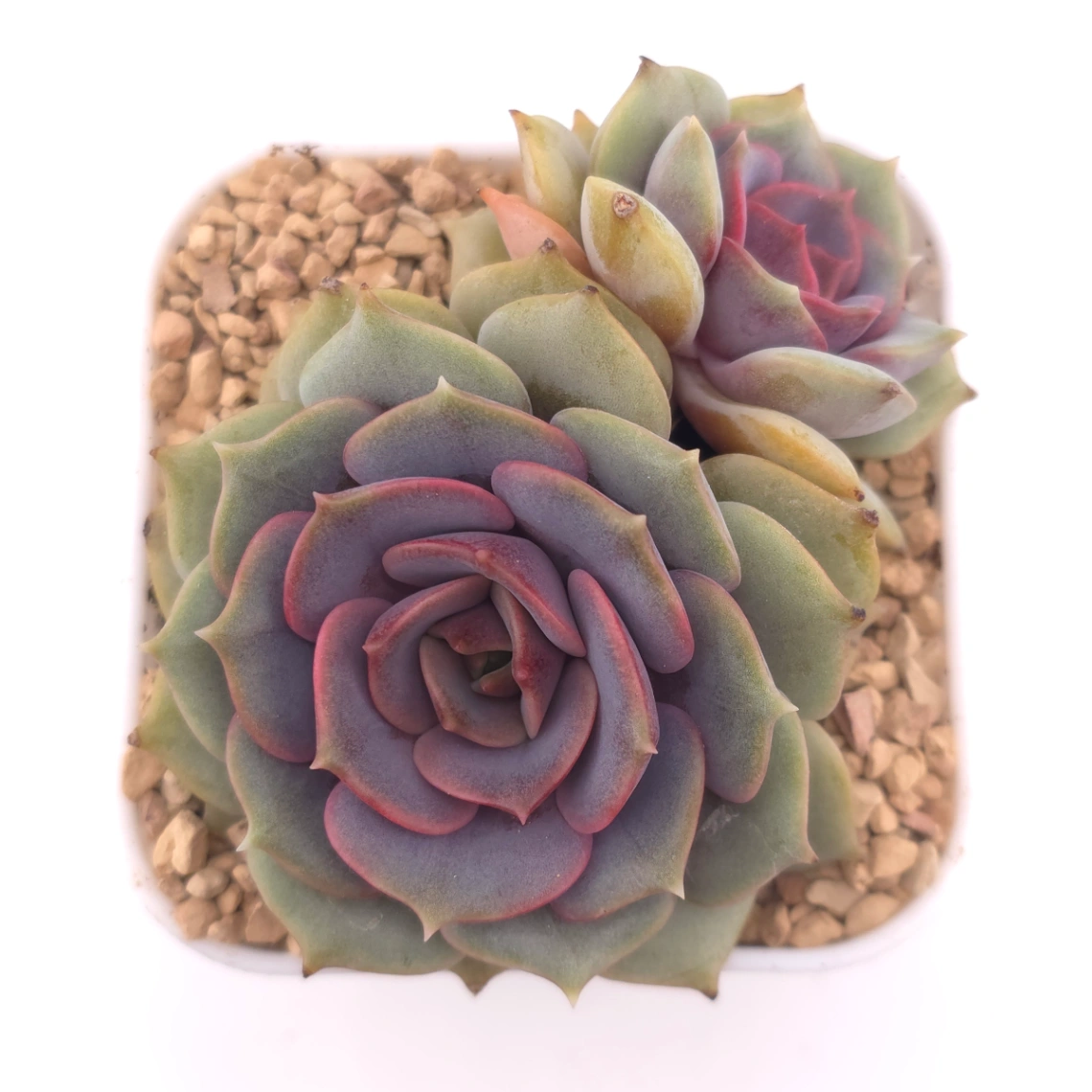 Echeveria ‘Colias’ | 粉蝶 - View 1