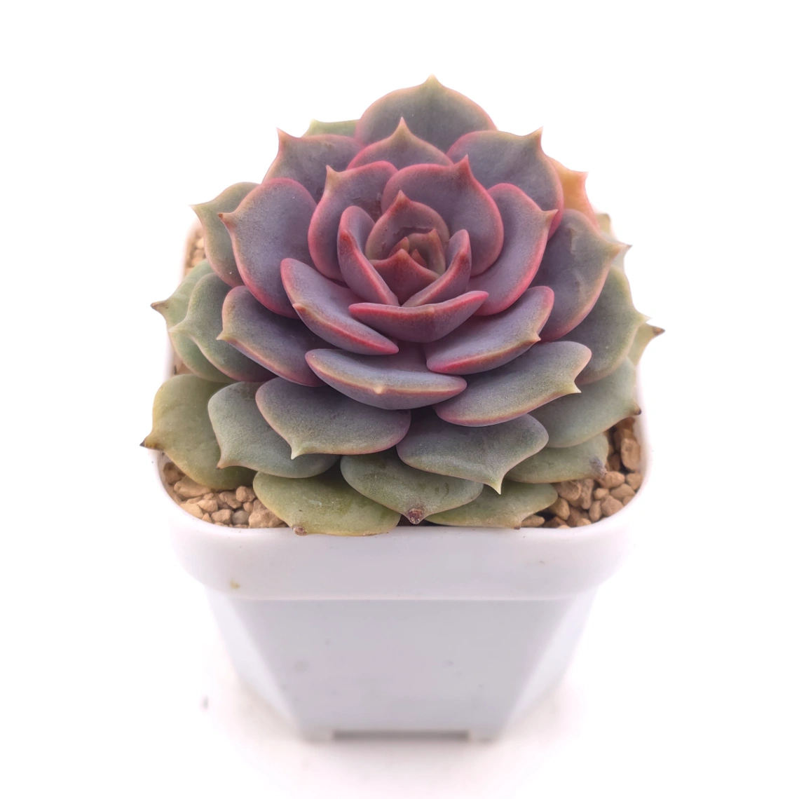 Echeveria ‘Colias’ | 粉蝶 thumbnail 2