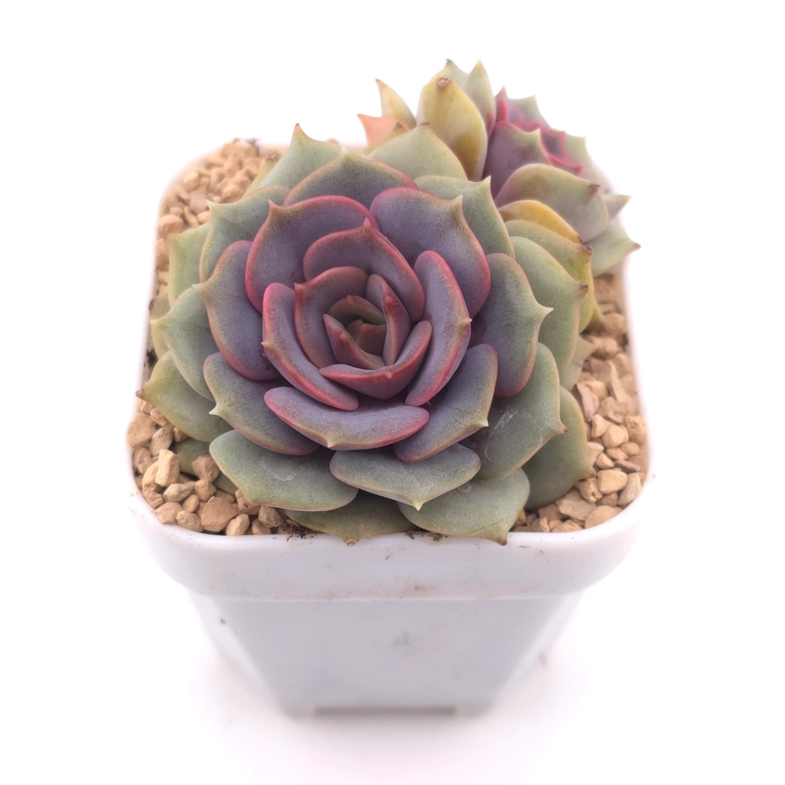 Echeveria ‘Colias’ | 粉蝶 thumbnail 2
