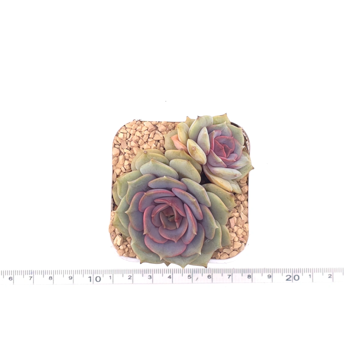 Echeveria ‘Colias’ | 粉蝶 thumbnail 4
