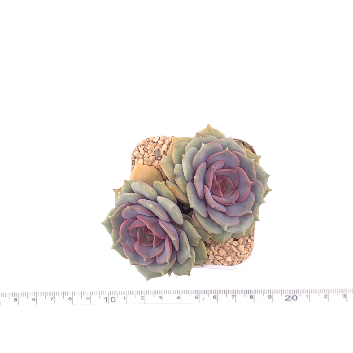 Echeveria ‘Colias’ | 粉蝶 thumbnail 4