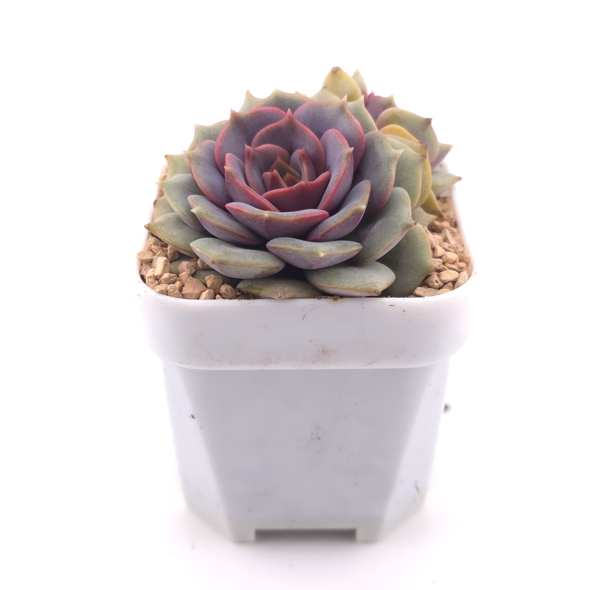 Echeveria ‘Colias’ | 粉蝶 thumbnail 3