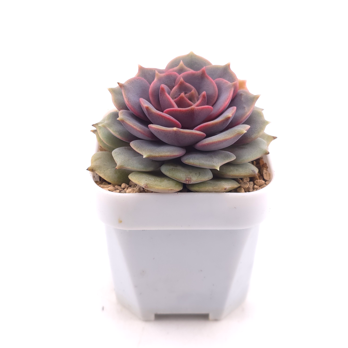 Echeveria ‘Colias’ | 粉蝶 thumbnail 3