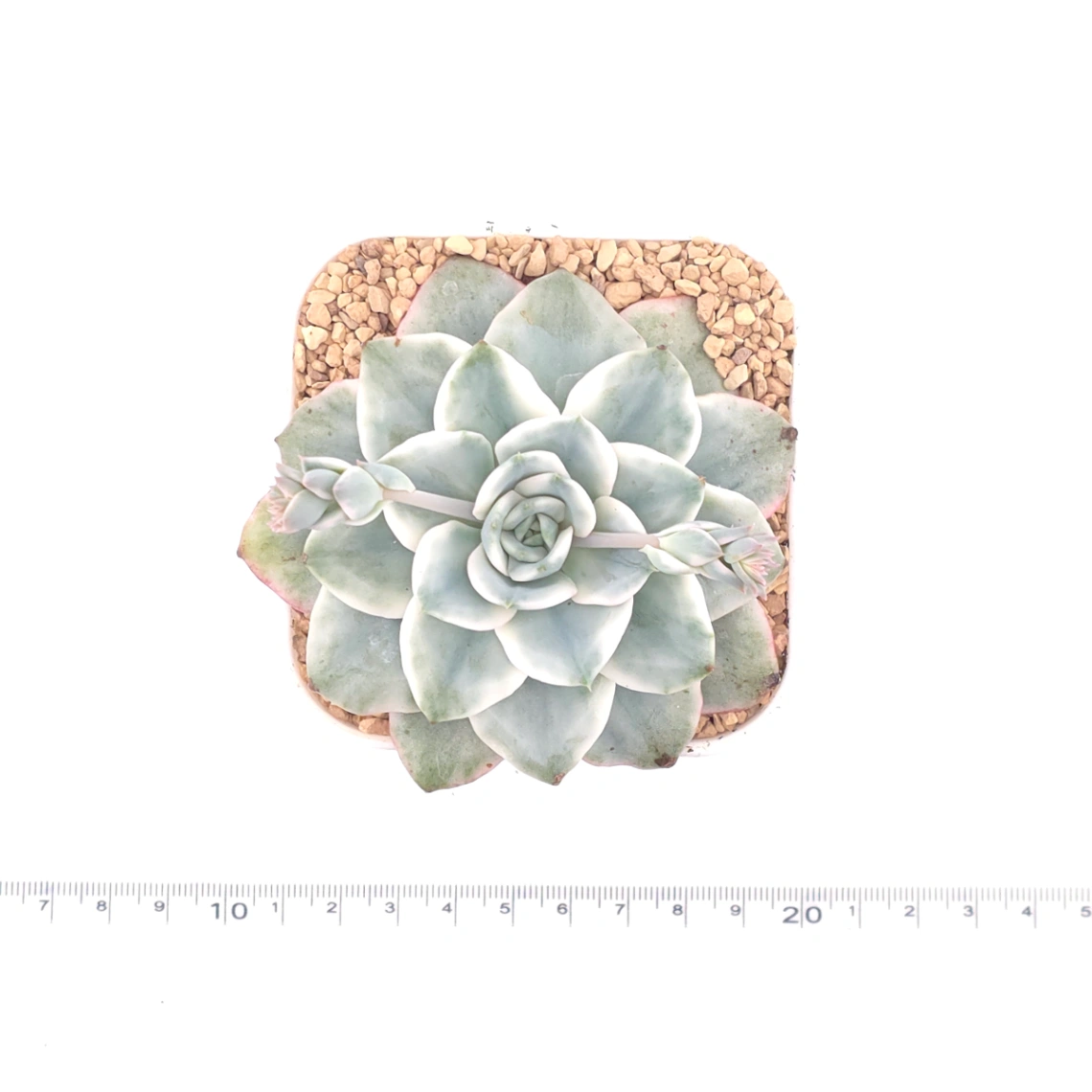 Echeveria 'Creamy Peach' variegated | 奶油黃桃錦 thumbnail 4