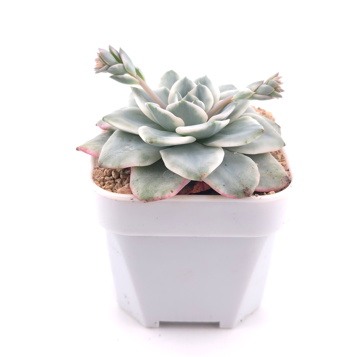 Echeveria 'Creamy Peach' variegated | 奶油黃桃錦 thumbnail 3