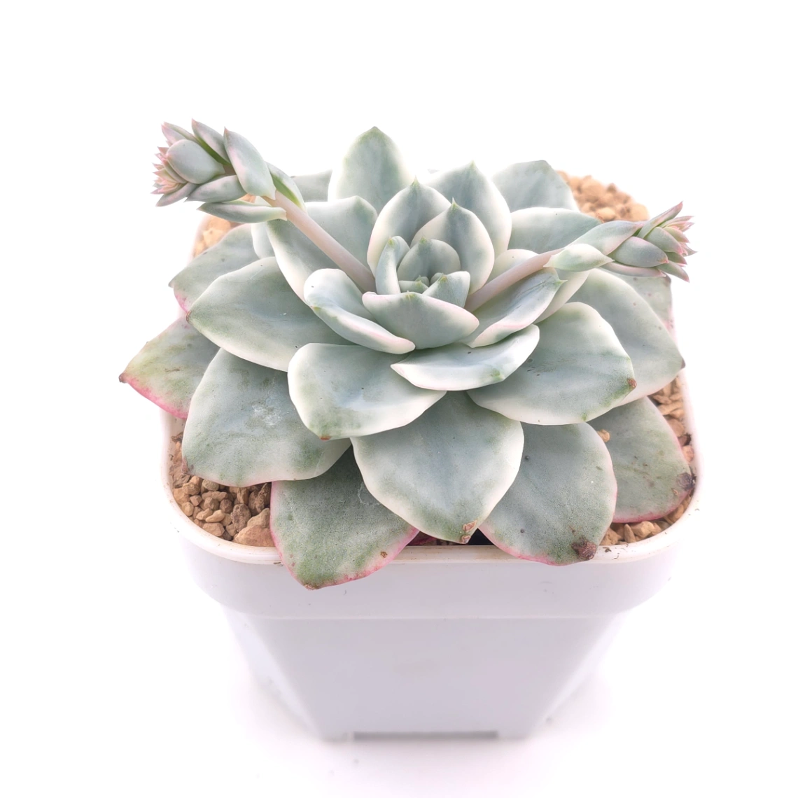Echeveria 'Creamy Peach' variegated | 奶油黃桃錦 thumbnail 2
