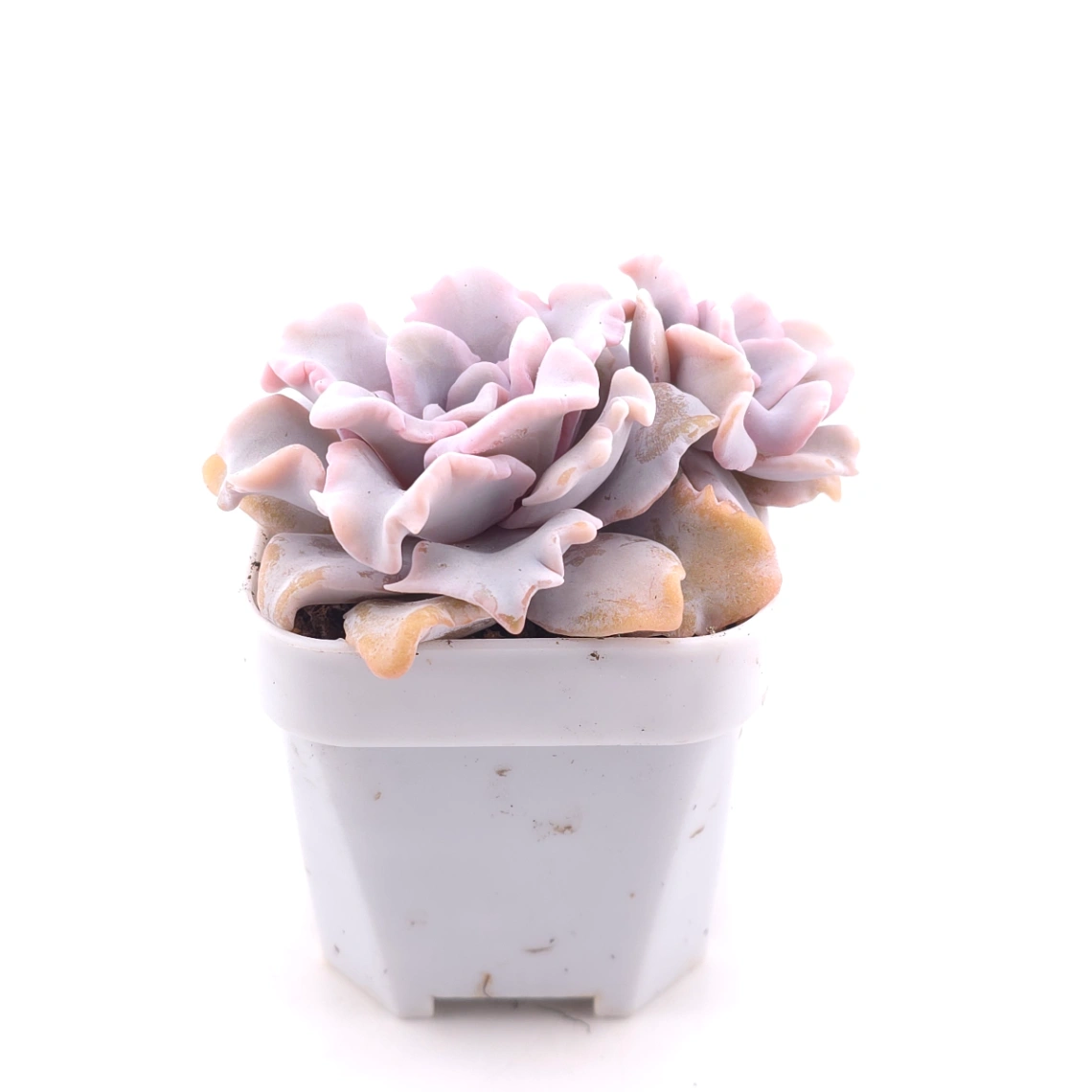 Echeveria ‘Crispate Beauty’ | 芭蕾舞者 thumbnail 3
