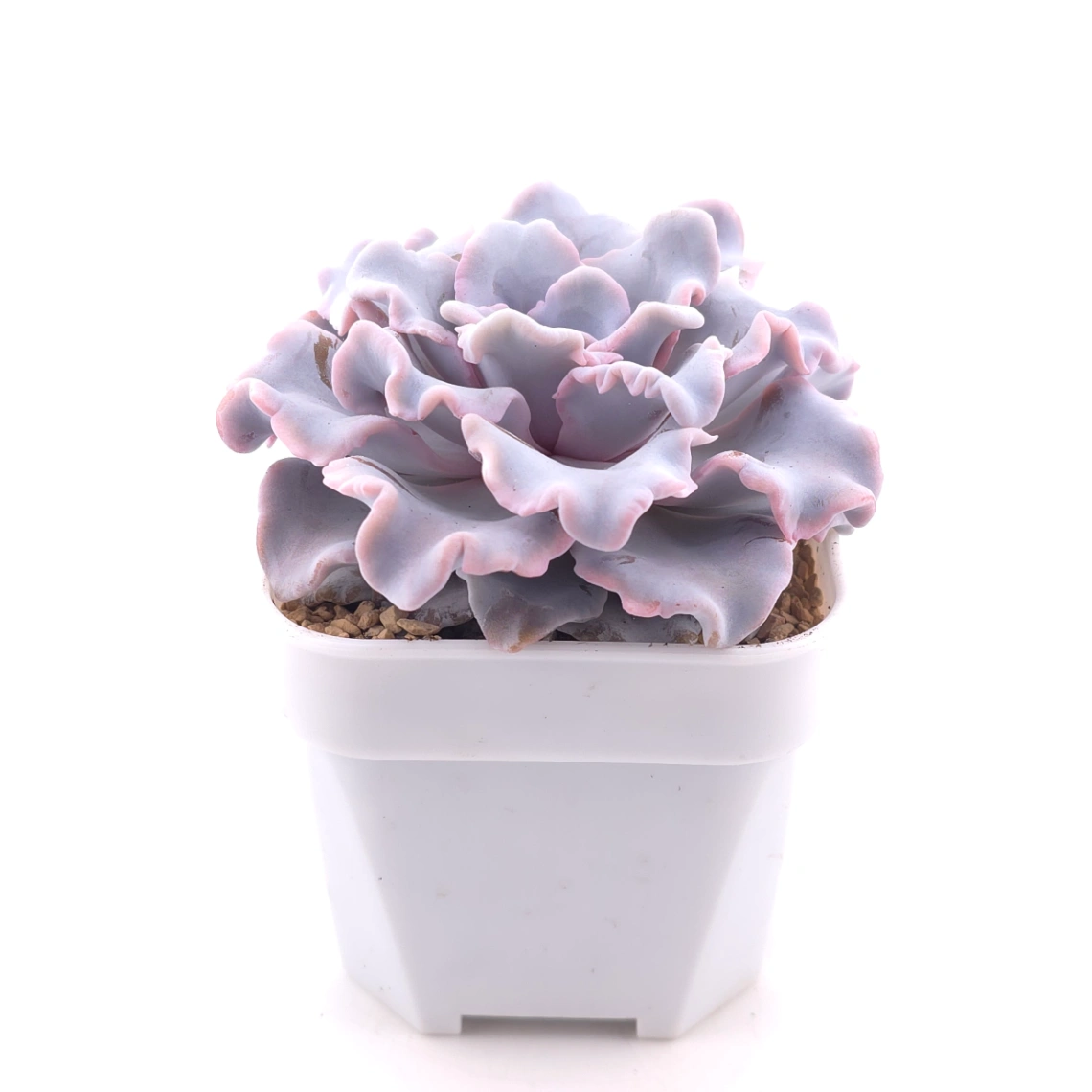 Echeveria ‘Crispate Beauty’ | 芭蕾舞者 thumbnail 3