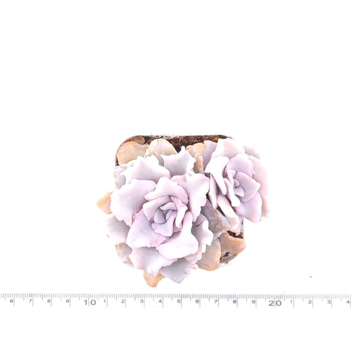 Echeveria ‘Crispate Beauty’ | 芭蕾舞者 thumbnail 4