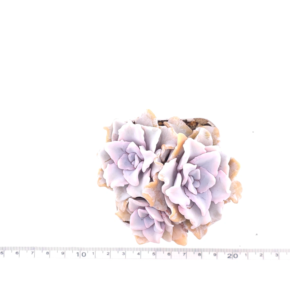 Echeveria ‘Crispate Beauty’ | 芭蕾舞者 thumbnail 4