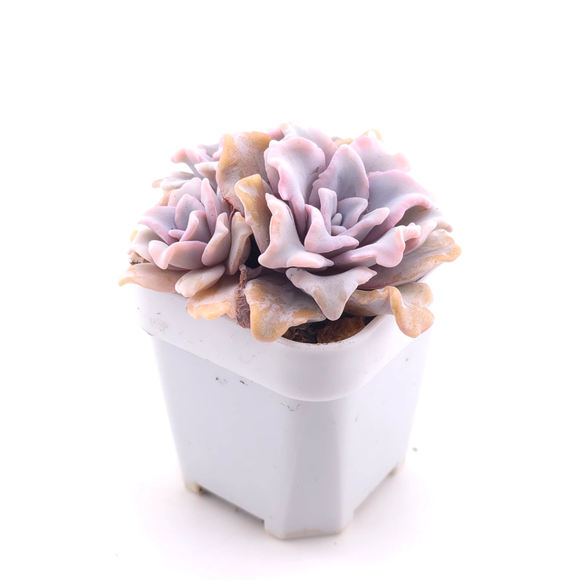 Echeveria ‘Crispate Beauty’ | 芭蕾舞者 thumbnail 3