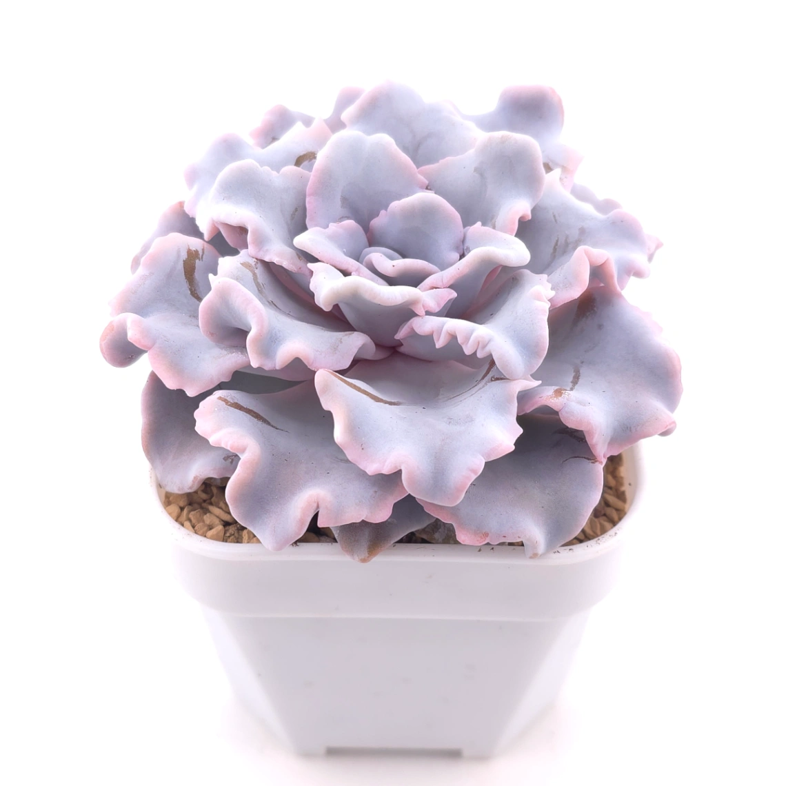 Echeveria ‘Crispate Beauty’ | 芭蕾舞者 thumbnail 2