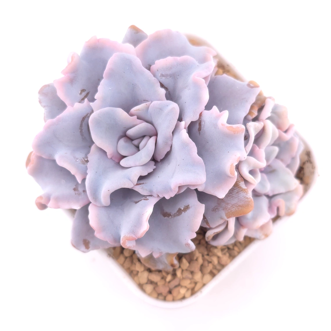 Echeveria ‘Crispate Beauty’ | 芭蕾舞者 - View 1