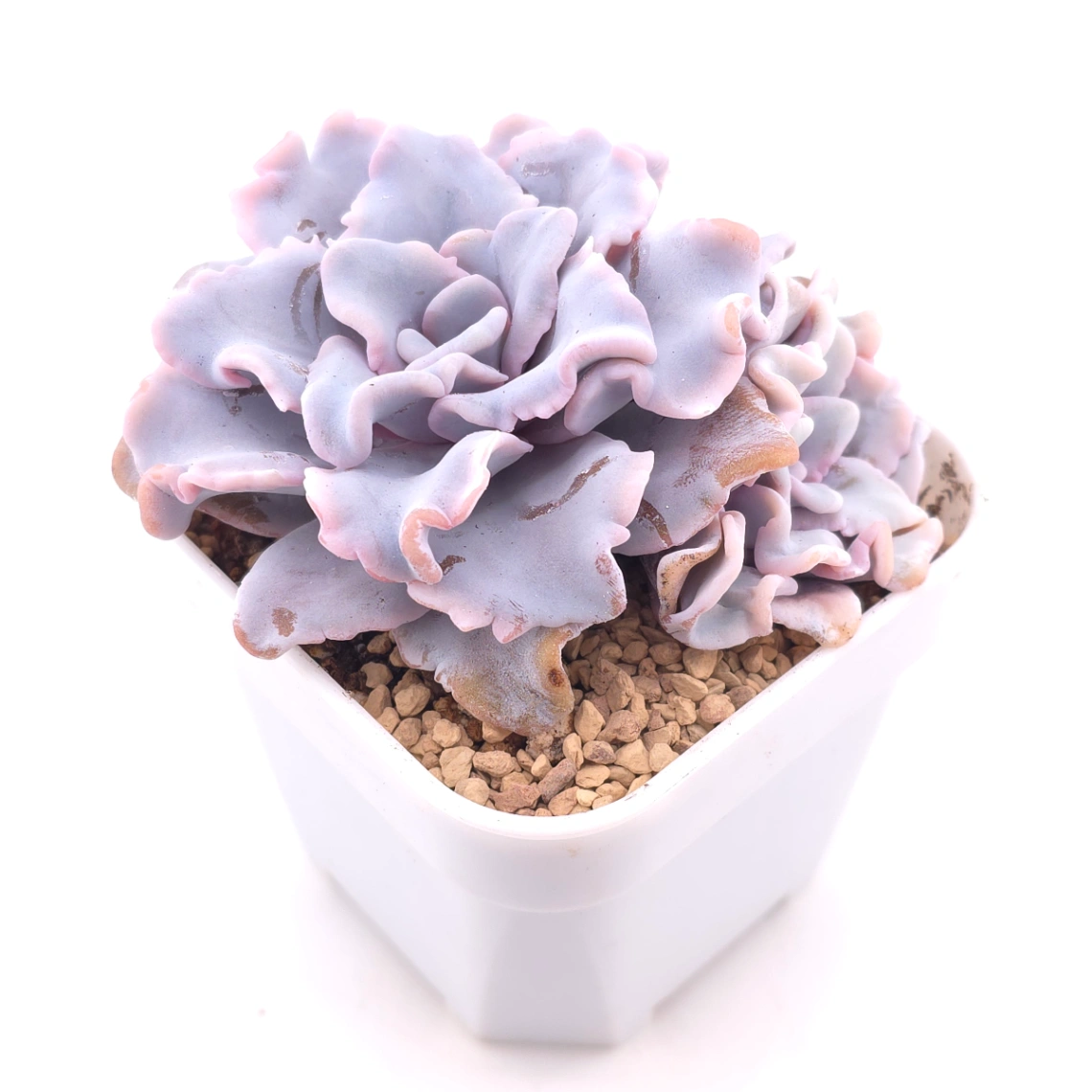 Echeveria ‘Crispate Beauty’ | 芭蕾舞者 thumbnail 2