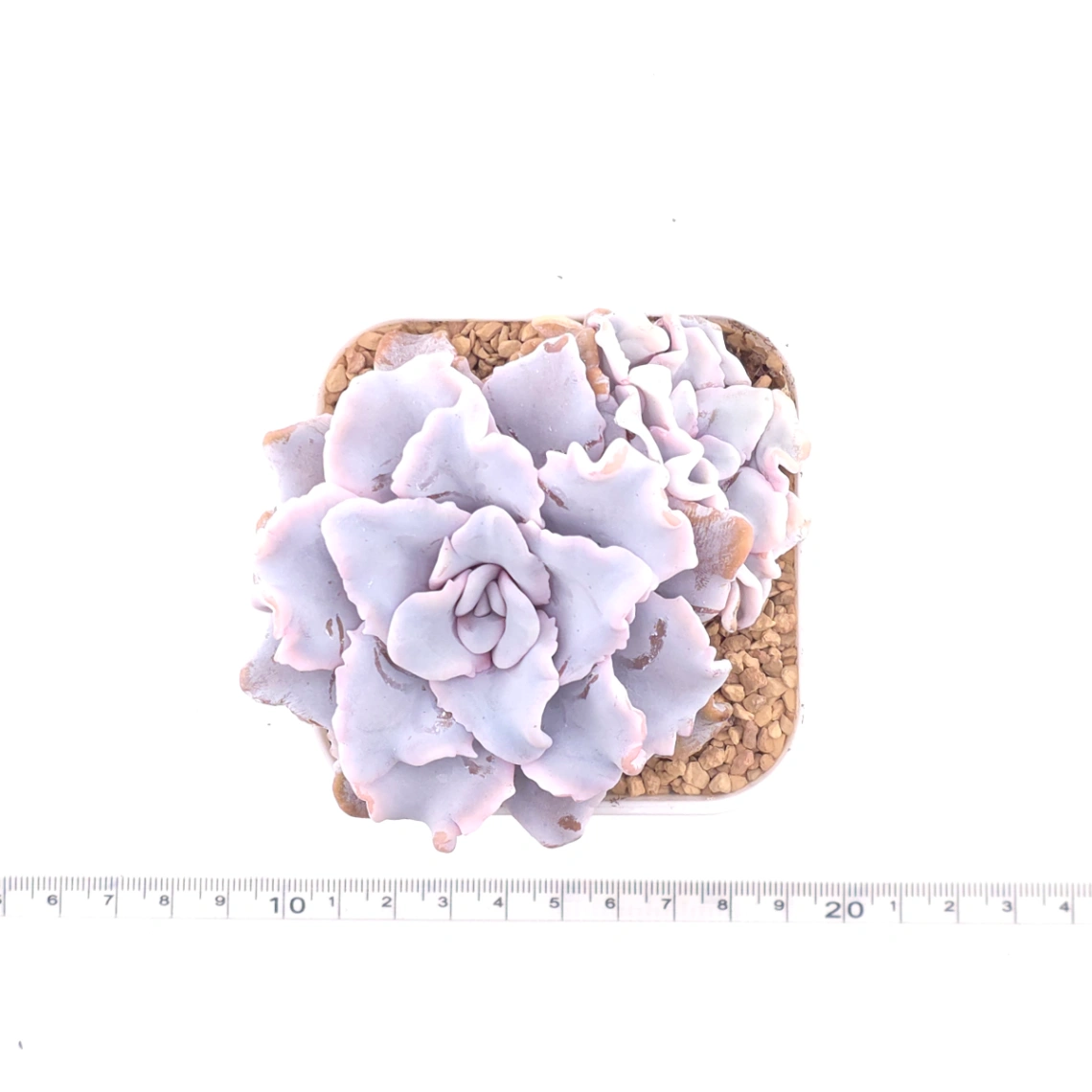 Echeveria ‘Crispate Beauty’ | 芭蕾舞者 thumbnail 4