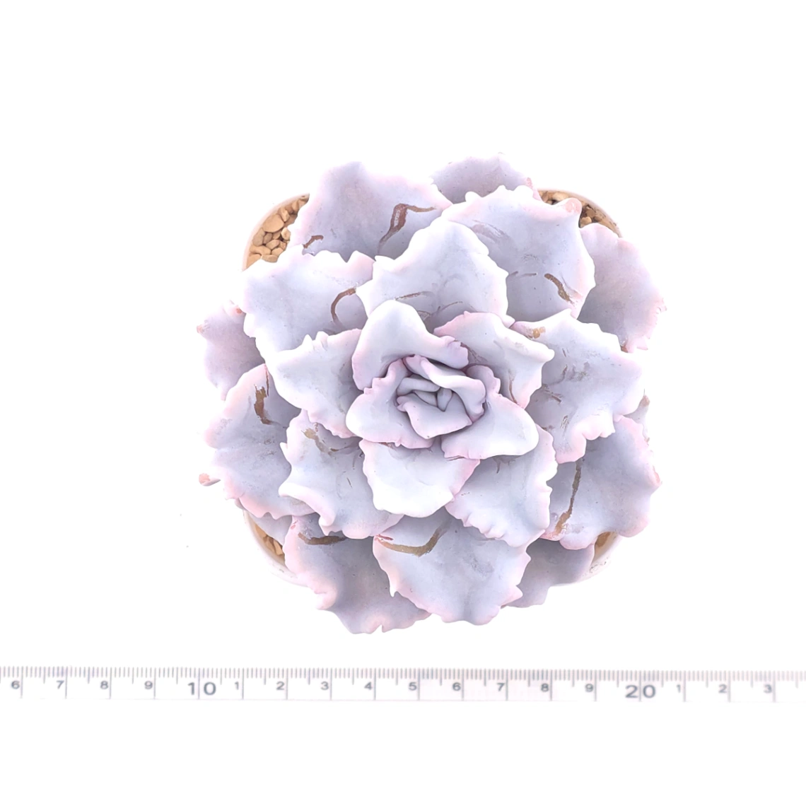 Echeveria ‘Crispate Beauty’ | 芭蕾舞者 thumbnail 4