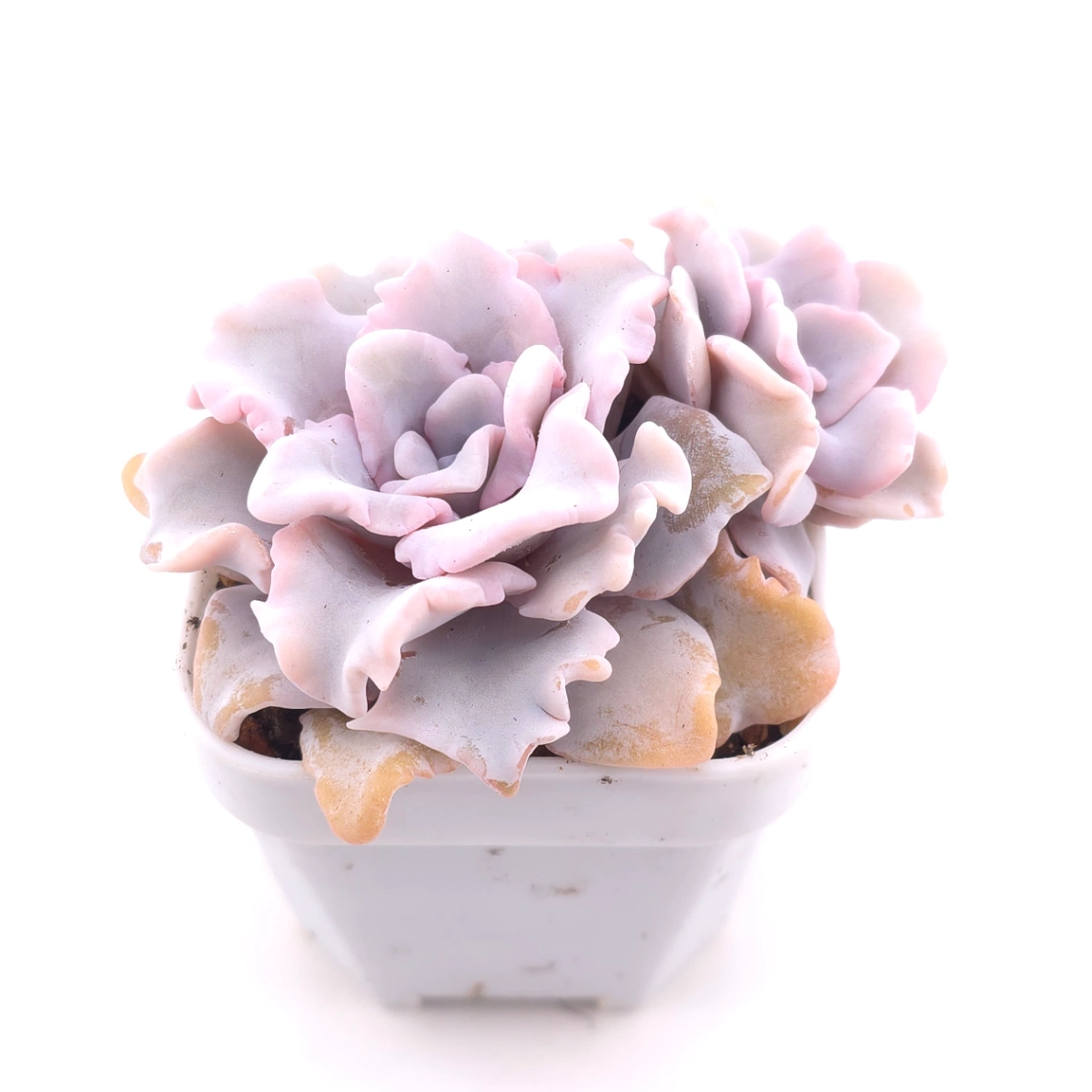 Echeveria ‘Crispate Beauty’ | 芭蕾舞者 thumbnail 2