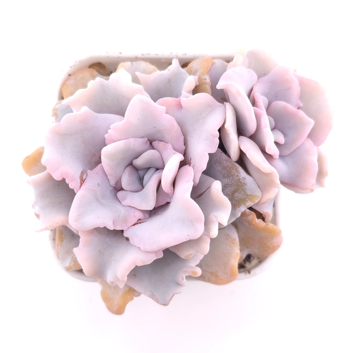 Echeveria ‘Crispate Beauty’ | 芭蕾舞者 - View 1